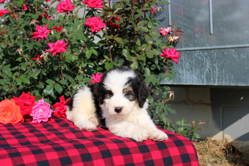 puppy, for, sale, Bernedoodle, Matthew B. Stoltzfus, dog, breeder, Gap, PA, dog-breeder, puppy-for-sale, forsale, nearby, find, puppyfind, locator, puppylocator, aca